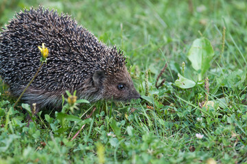  hedgehog in green grass close up © Alex Barera