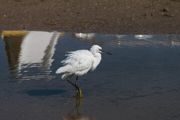 
little egret walks in shallow water