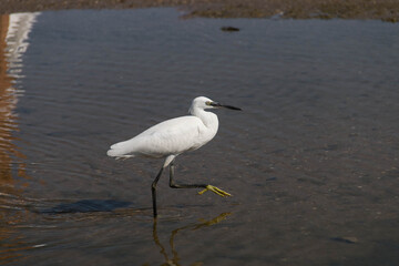 
little egret walks in shallow water