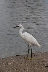 
little egret walks in shallow water