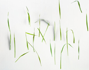 floating grass blades repeating on a white background