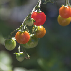 petites tomates rouges, oranges et vertes