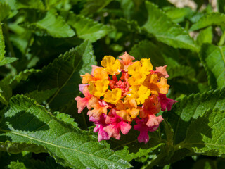 Close up shot of colorful Lantana blossom