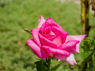 Close up shot of red rose blossom