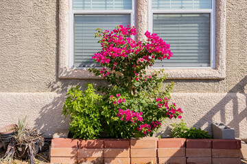 Close up shot of Bougainvillea blossom