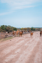 Paisaje de campo