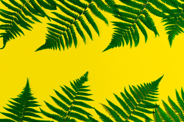 Naklejka premium fern leaves on yellow background. Wallpaper of botanical themes.