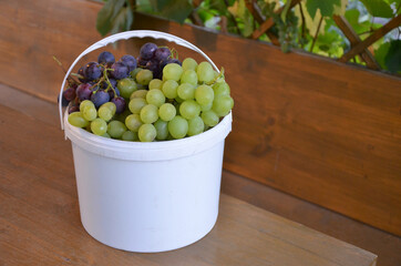 White bucket with large grapes in the gazebo. Fruit from the garden. Delicious organic healthy...