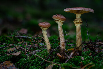 Armillaria ostoyae dark common honey fungus mushroom in colourful autumn forest