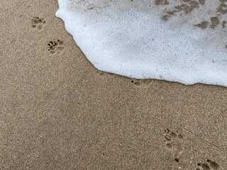 A dogs footprints in the sand at the beach