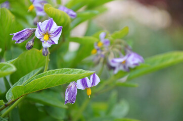 
Small blue pepino flowers. Closeup of nightshade flowers.