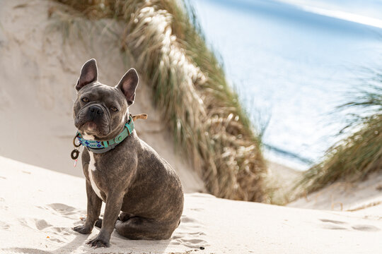 Cute french bulldog on the beach