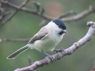 Marsh tit (Poecile palustris) perching on a beautiful tree branch. Beautiful marsh tit perching peeking behind tree trunk.