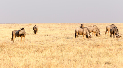 Obraz na płótnie Canvas Wild buffaloes in the desert