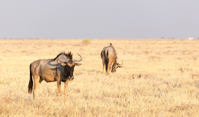 Fototapeta na wymiar Wild buffaloes in the desert