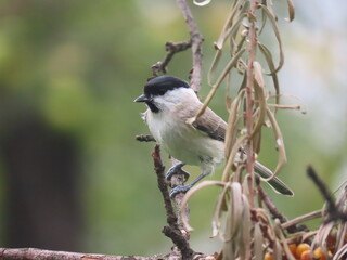 Marsh tit (Poecile palustris) perching on a beautiful tree branch. Beautiful marsh tit perching peeking behind tree trunk.