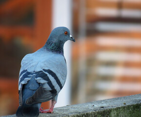 pigeon on the wall, great details of a pigeon bird. pigeon Feather.
