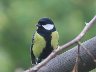 Beautiful and colorful great tit (parts major) perching on an interesting tree branch, colorful bird with creamy natural blurry background. Beautiful and common bird perching.