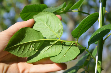 Insects and pests on the leaves of roses. Insects that destroy flowers and plants in the garden and...