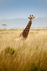 Giraffe looking at camera - obrazy, fototapety, plakaty