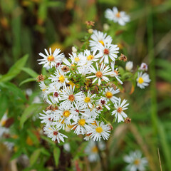 Aster d’automne haut ‘Monte Cassino’ à floraison blanche (Aster pringlei - Symphyotrichum pringlei)