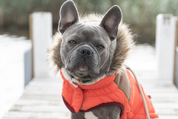 Cute french bulldog wearing a jacket on a jetty