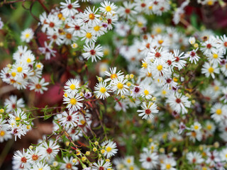 Aster d’automne haut ‘Monte Cassino’ à floraison blanche (Aster pringlei - Symphyotrichum...