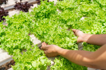 Close up woman hands holding hydroponics plant. Agriculture and food concept.