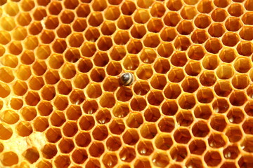 close up view of new born bee inside beehive on the frame with honey,young bee looking for food,back view,ukrainian carpathian bee metamorphosis