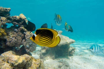 Fototapeta na wymiar Raccoon Butterflyfish (Chaetodon lunula) over the coral reef, clear blue turquoise water. Colorful tropical fish in the ocean. Beauty stripped saltwater Butterfly Fish in Red Sea, Egypt. Close up.