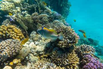 Arabian picassofish (Rhinecanthus assasi, triggerfish) in a colorful coral reef, Red Sea, Egypt. Unusual tropical bright fish in blue ocean lagoon water. Underwater diversity, different types of coral
