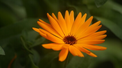 British flowers in the summer
