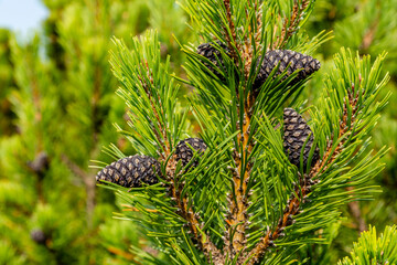 Cones on a mountain pine twig in the natural environment of the Tatra Mountains. - 384412634