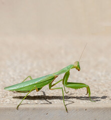 Green mantid, mantidae on beige color wall background.