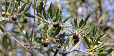 Olive tree branch with black ripe fruits on blur background.