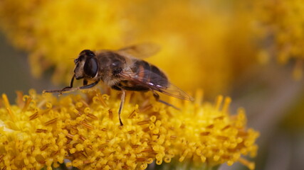 British bee in flower in garden 