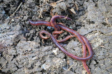 earthworms in the natural garden, the importance of worm for soil,