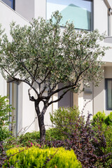 Olive tree and blooming plants in garden. Residence background. Vertical photo.