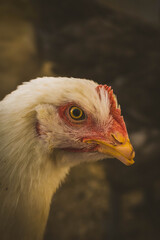 Gallinas ecológicas