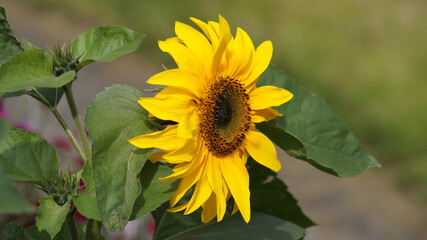 Sunflower in the garden in the summer