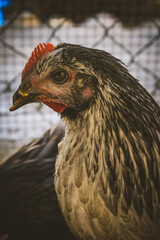 Gallinas ecológicas