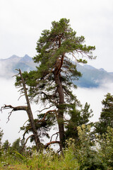 Obraz premium Kavkaz KCHR