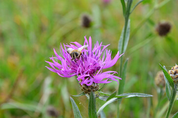 A vivid photo of a purple flower and a bee. Pollination of plants with insects. Wildlife macro photography.