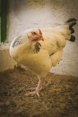 Gallinas ecológicas