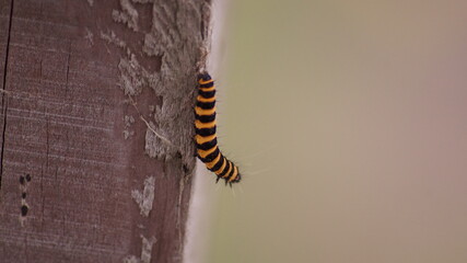 Caterpillar in an english garden