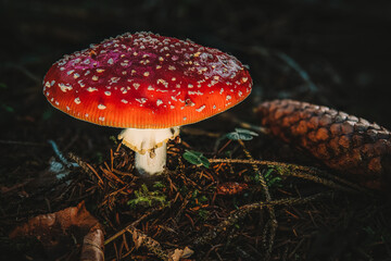 Amanita muscaria toadstool fungus mushroom in colourful autumn forest