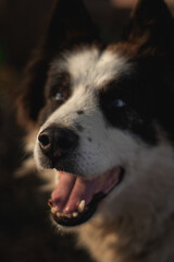 Husky Dog with blue eyes