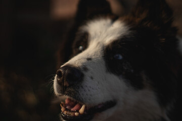 Husky Dog with blue eyes