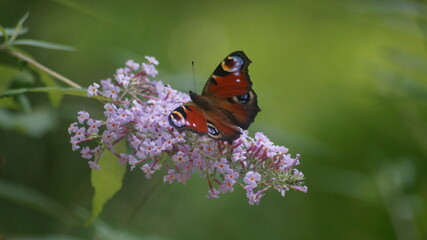 Large bright colourful butterfly on the garden in the summer