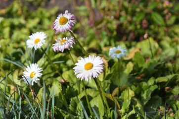 Fototapeta premium Daisies in the grass. The sun is shining brightly. Summer. Forest.